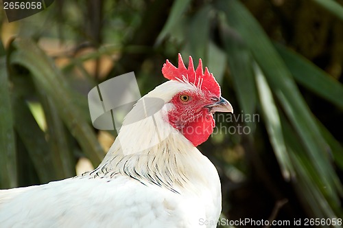 Image of portrait of white maran chicken