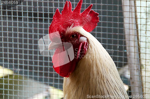 Image of portrait of white maran rooster in pen