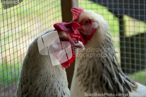 Image of two white maran roosters in coop