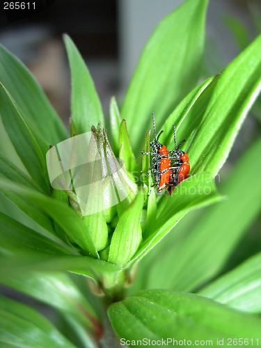 Image of Mating