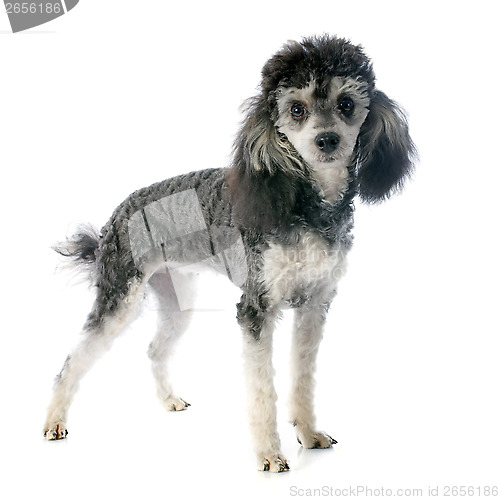 Image of bicolor poodle 