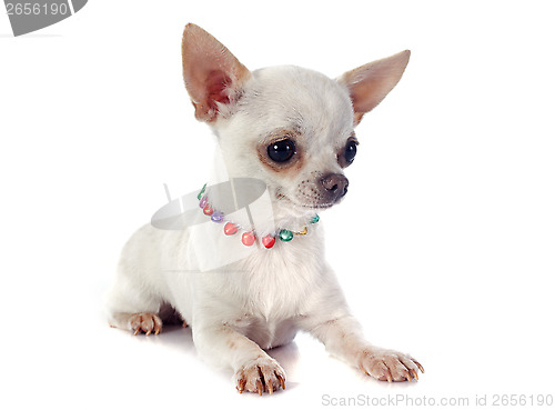 Image of puppy chihuahua