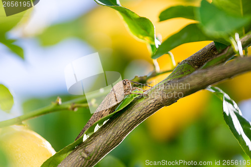 Image of Locust sits on a Branch of Lemon Tree