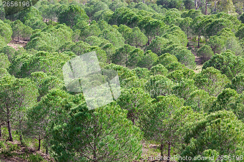 Image of Pine tree Forest in morning time