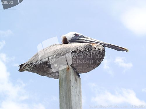 Image of mr. pelican