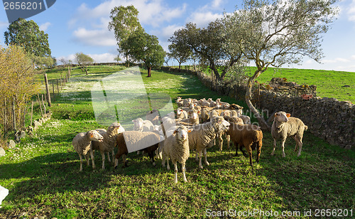 Image of Group White Sheeps Grazing