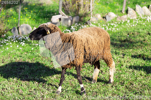Image of Brown Woolly Sheep