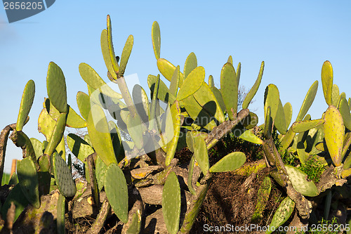 Image of Chumbera Nopal Cactus Plant