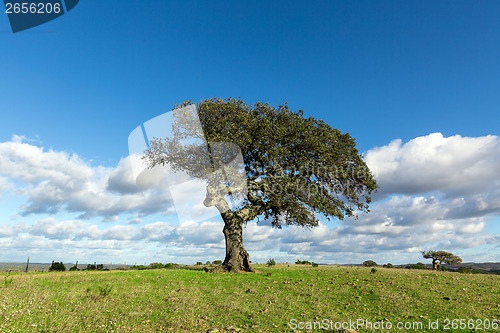 Image of Beautiful Landscape with a Lonely Tree