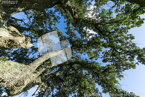 Image of Oak Tree on Blue Sky background