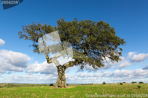 Image of Beautiful Landscape with a Lonely Tree