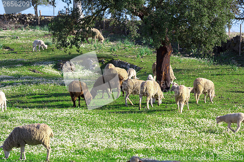 Image of Group White Sheeps Grazing