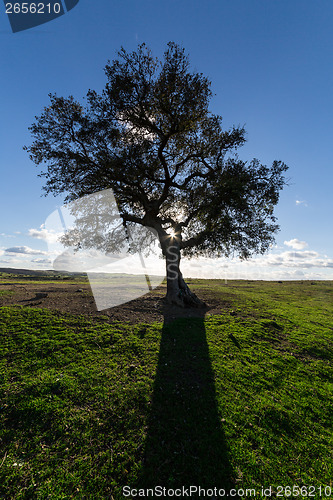 Image of Beautiful Landscape with a Lonely Tree, sun backlit