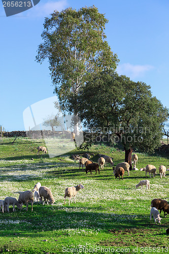 Image of Group White Sheeps Grazing