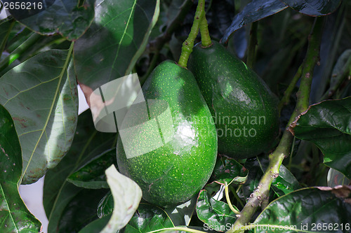 Image of Bunch of Avocado hanging on the tree branch