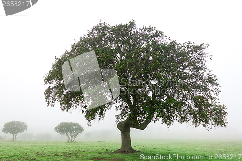 Image of Wet Landscape With Lonely Tree in Morning Fog