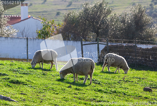 Image of Group White Sheeps Grazing