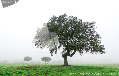 Image of Wet Landscape With Lonely Tree in Morning Fog