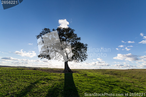 Image of Beautiful Landscape with a Lonely Tree, sun backlit