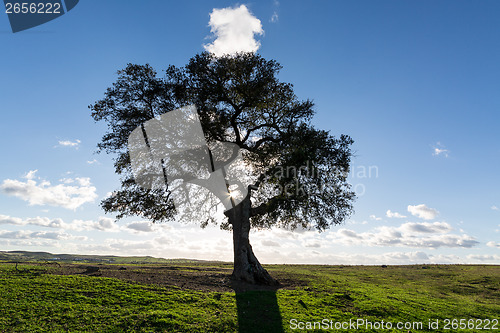 Image of Beautiful Landscape with a Lonely Tree, sun backlit