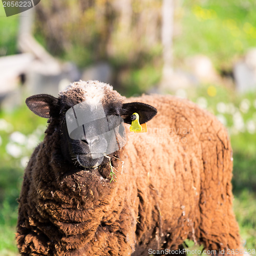 Image of Brown Woolly Sheep