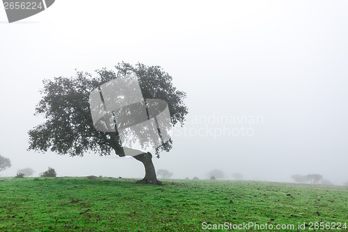 Image of Wet Landscape With Lonely Tree in Morning Fog