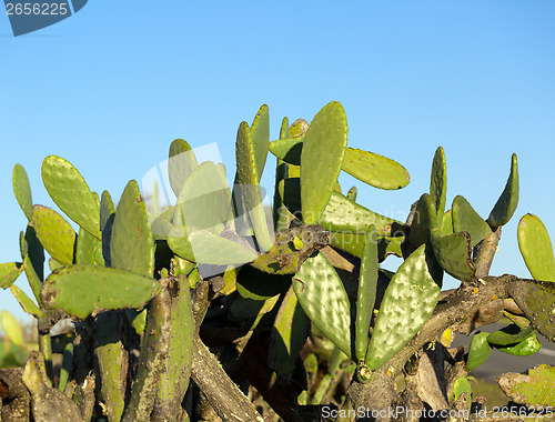 Image of Chumbera Nopal Cactus Plant