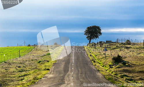 Image of Long Country Road with Markings and Single Tree