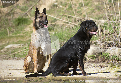 Image of young rottweiler and malinois