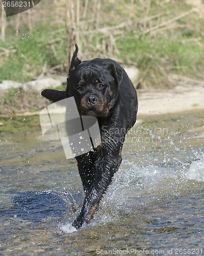 Image of young rottweiler