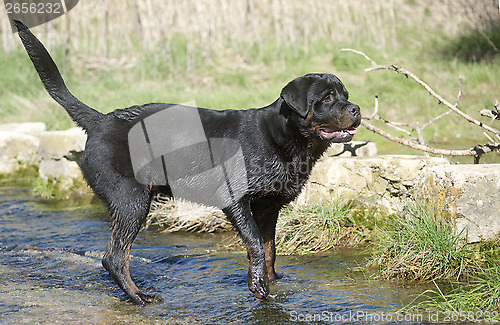 Image of young rottweiler