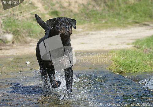 Image of young rottweiler