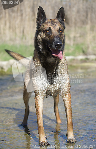 Image of malinois in the river