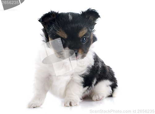 Image of puppy chihuahua