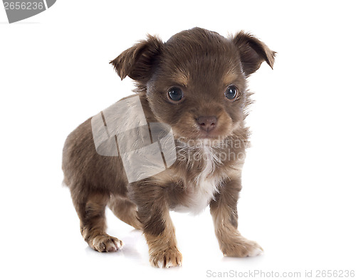 Image of puppy chihuahua