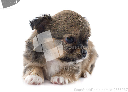 Image of puppy chihuahua