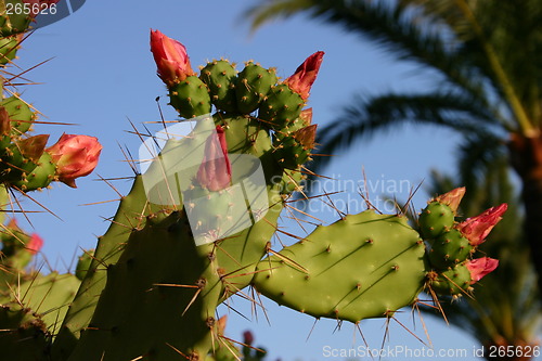 Image of Cactus with spines and red flowers