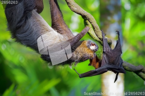 Image of Two-toed Sloth and flying fox