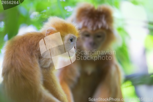 Image of Maroone Leaf Monkeys