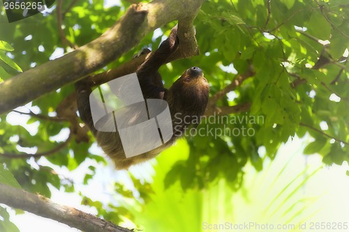 Image of Two-toed Sloth