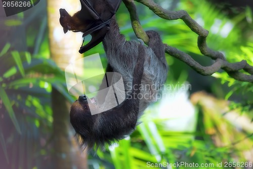 Image of Two-toed Sloth and flying fox