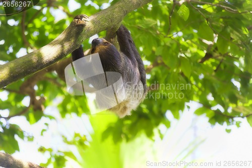 Image of Two-toed Sloth