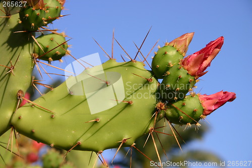 Image of Cactus with spines and red flowers