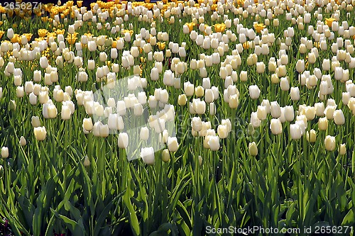 Image of Tulips in full bloom