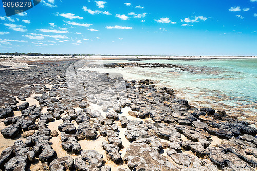 Image of Stromatolites Australia