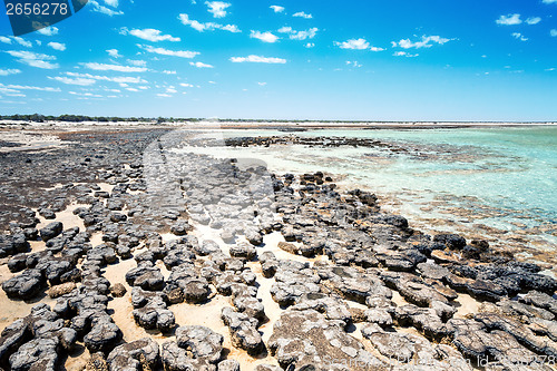 Image of Stromatolites Australia