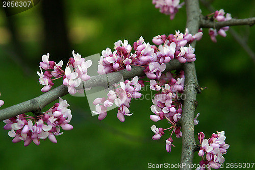 Image of Fruit flowers