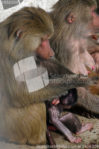 Image of Monkeys