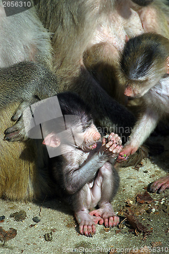 Image of Monkeys