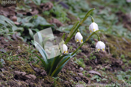 Image of Snowdrop flowers